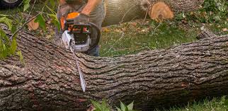 Best Tree Planting Services  in Locust Grove, OK