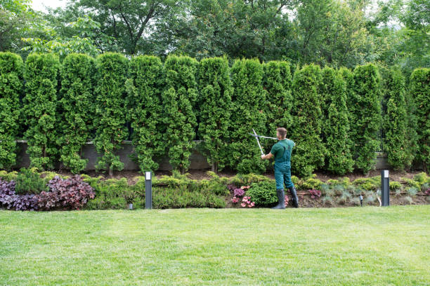 Best Storm Damage Tree Cleanup  in Locust Grove, OK